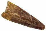 Fossil Spinosaurus Tooth - Real Dinosaur Tooth #345493-1